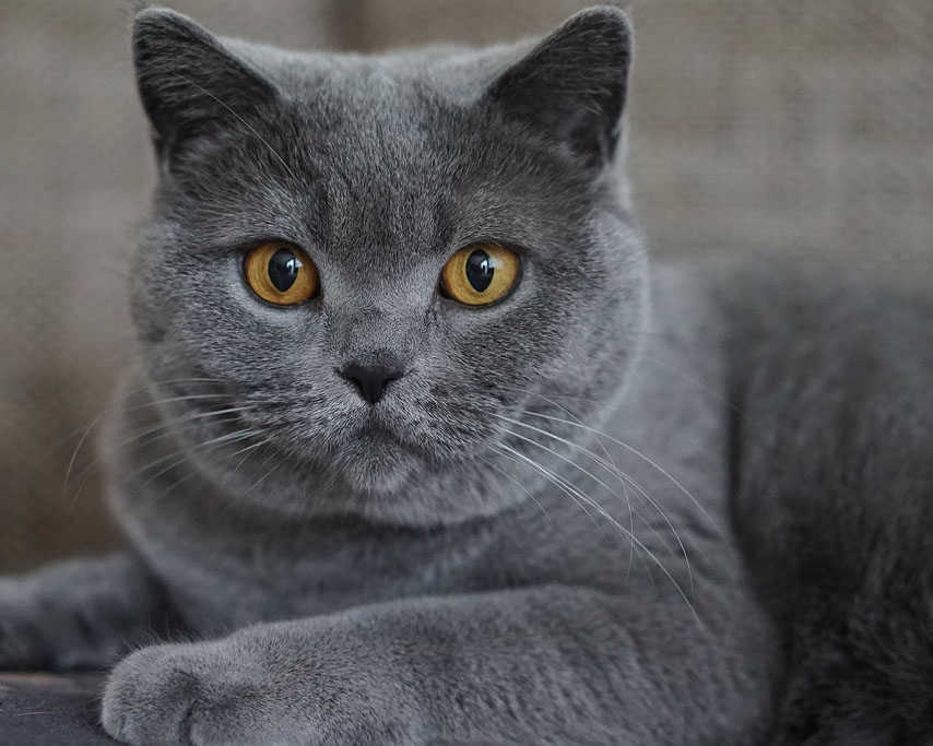 Chat british shortair