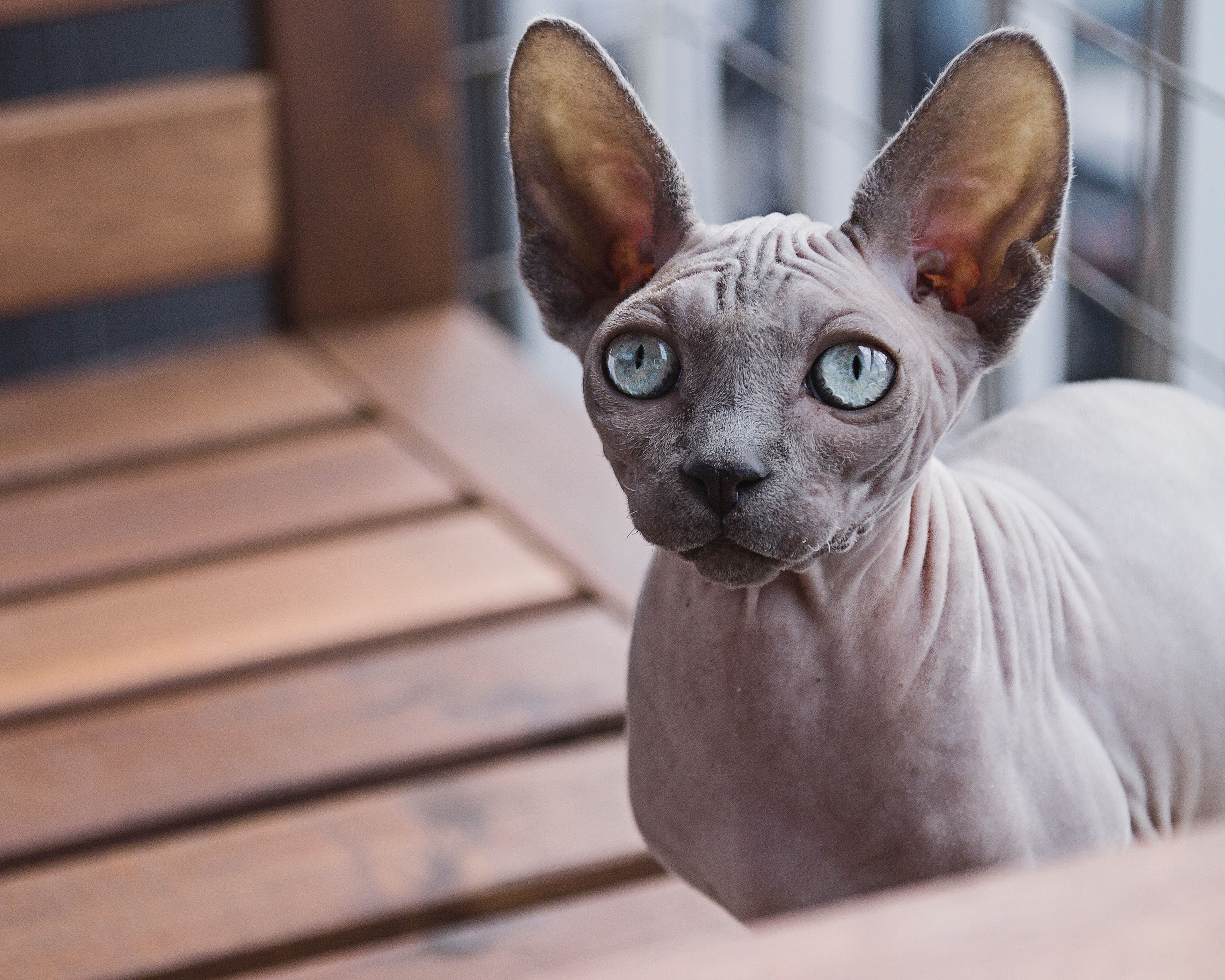 Chat sphynx